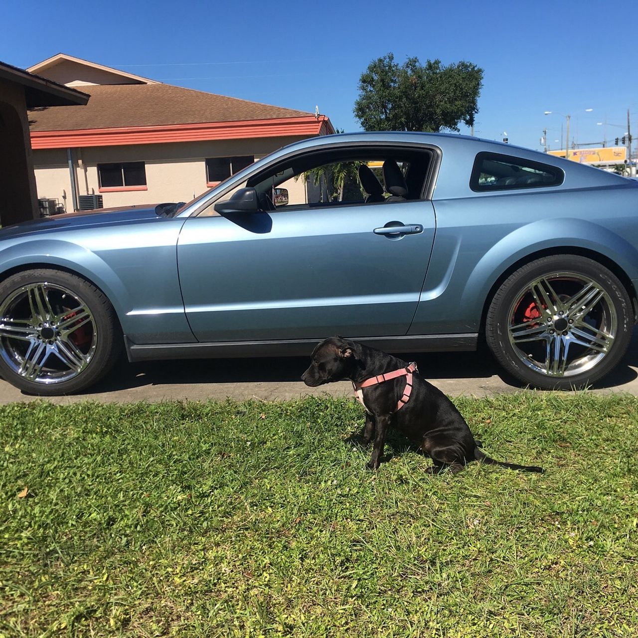 2005 Ford Mustang V6 Premium | North Fort Myers, FL, Windveil Blue Clearcoat Metallic (Blue), Rear Wheel