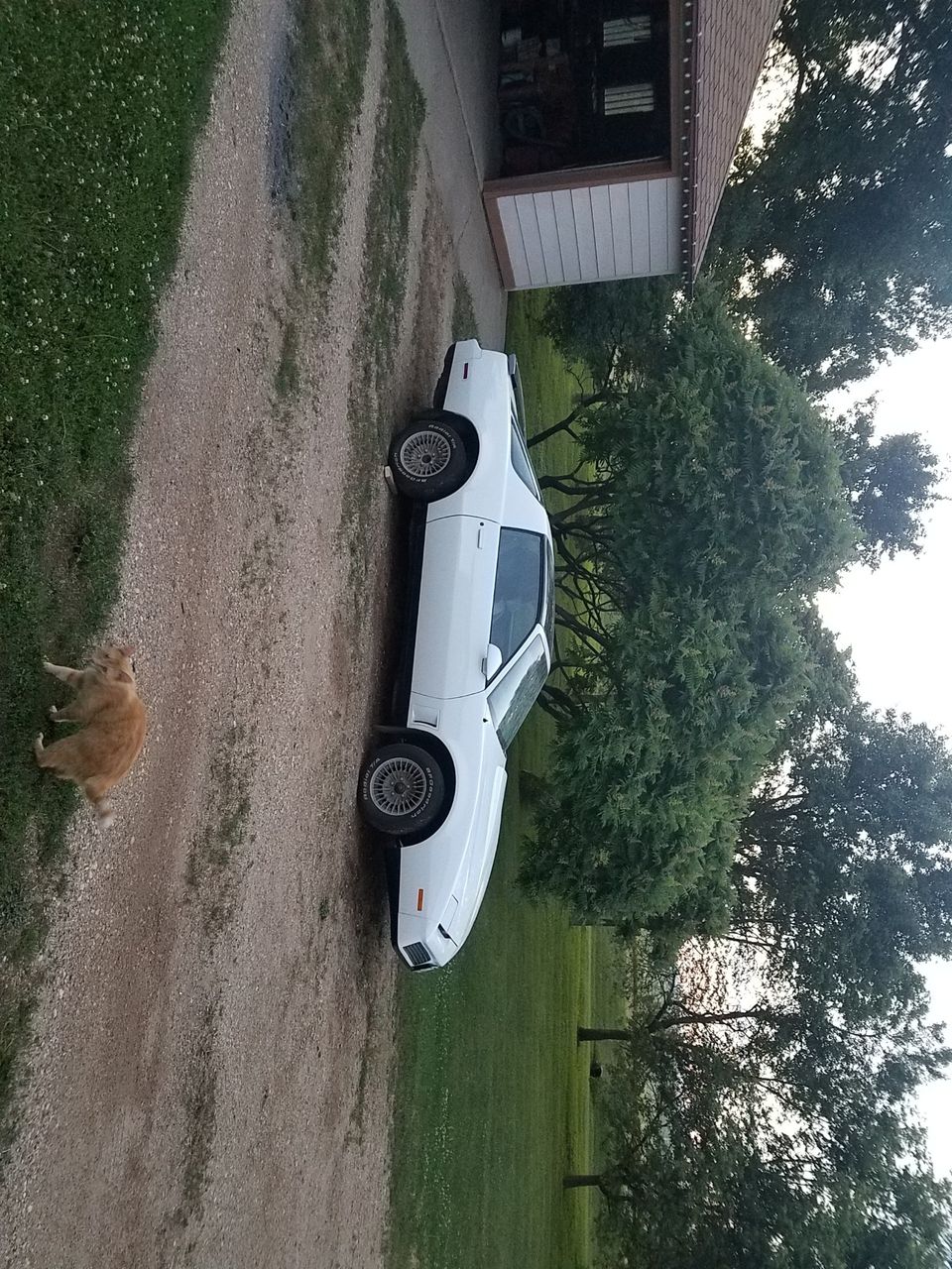 1984 Pontiac Firebird Trans Am | Viborg, SD, White, Rear Wheel